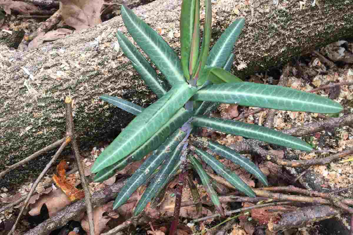 Euforbia catapuzia pianta anti talpe