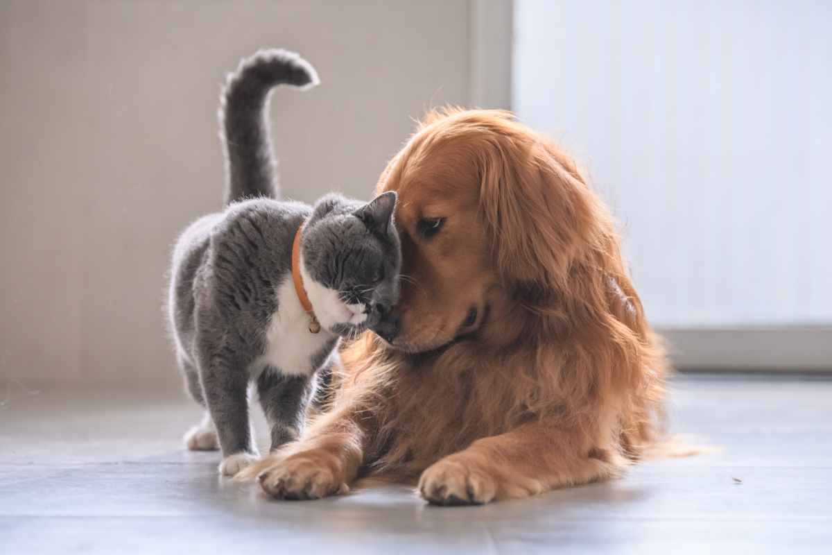 Gatto e cane