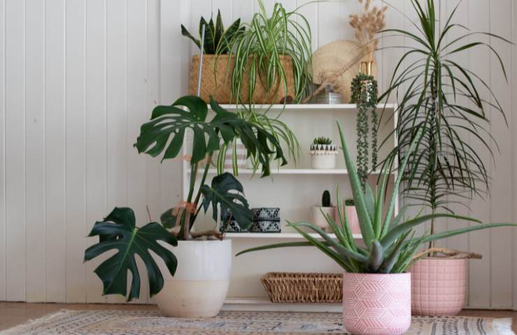 Quali sono le piante più adatte da porre all'ingresso in casa