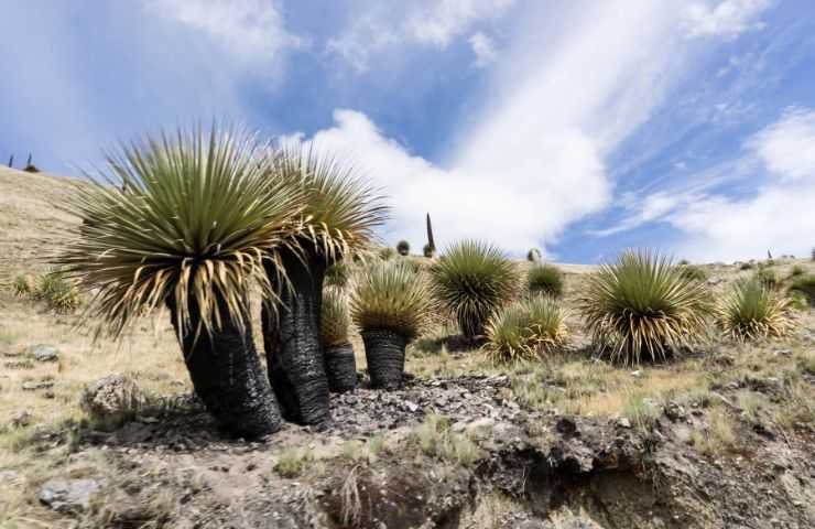 Puya Raimondii