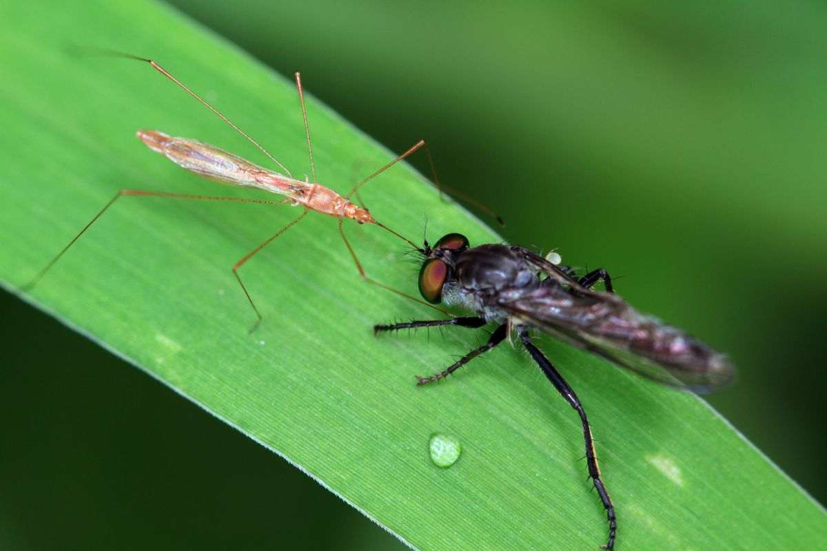 Zanzara e mosca