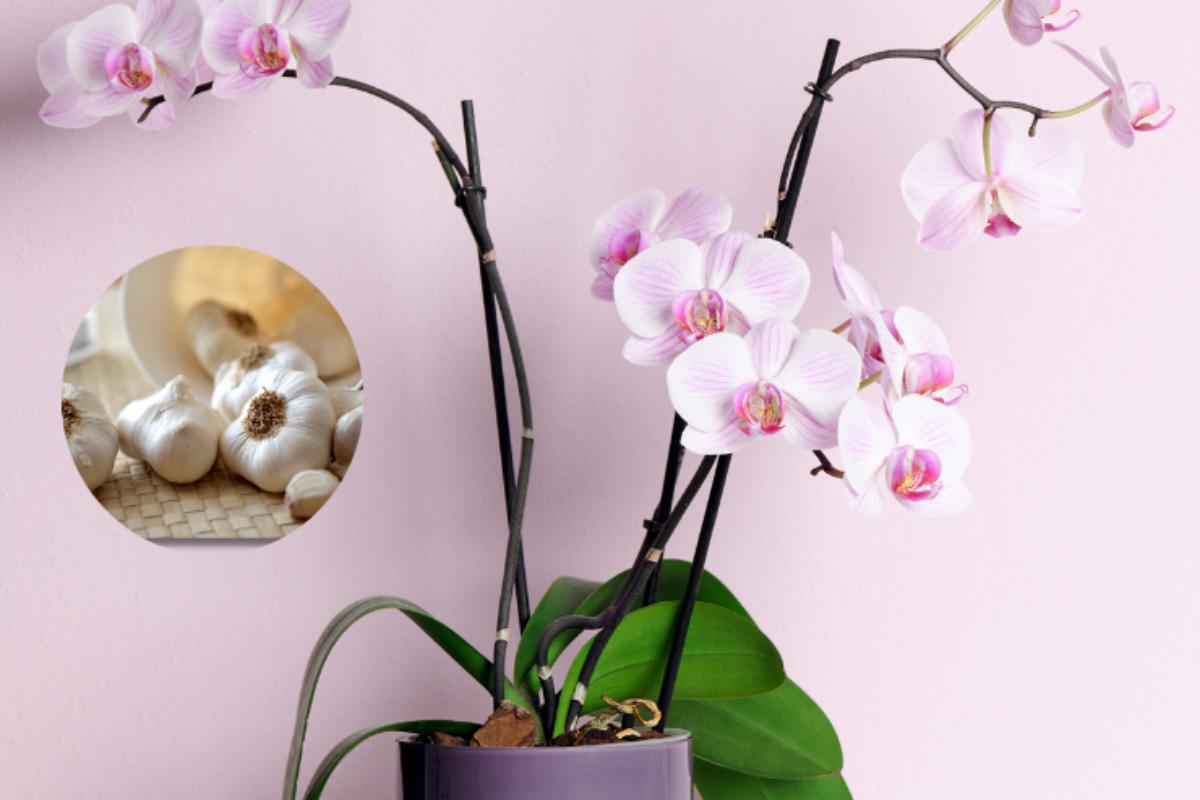 come curare al meglio le orchidee