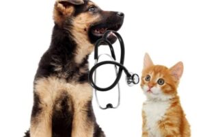 Assicurazione cane gatto perché